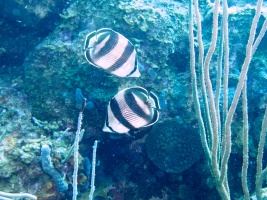 Banded Butterflyfish MG 7146